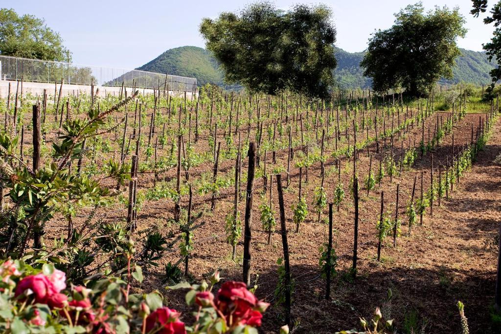 Tenuta D'Amore San Mango Piemonte Buitenkant foto